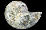 Thick Ammonite (Anapuzosia) Fossil Half #88030-1